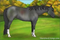 Horse Color:Smoky Blue Roan 