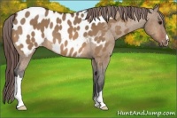 Horse Color:Brown Dun Blanket 