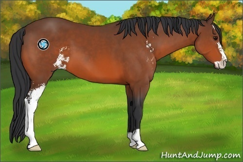 Horse Color:Bay Sabino 