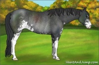 Horse Color:Black Sabino Rabicano 