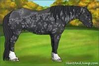 Horse Color:Black Ice