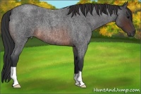 Horse Color:Brown Roan