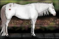 Horse Color:Liver Red Roan Frame Appaloosa 