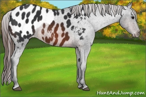 Horse Color:Brown Frame Appaloosa 