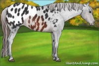 Horse Color:Brown Frame Appaloosa 