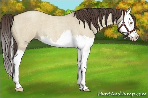 Horse Color:Classic Champagne Roan Dun Splash