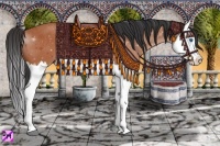 Horse Color:Bay Splash 