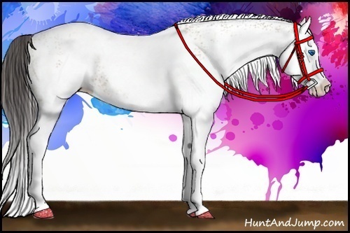 Horse Color:White Spotted Amber Champagne Splash 