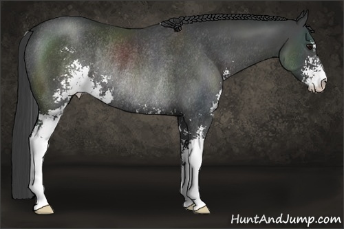 Horse Color:Smoky Black Sabino Rabicano 