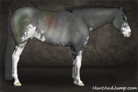 Horse Color:Smoky Black Sabino Rabicano 