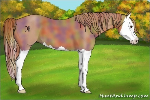 Horse Color:Nacre Chestnut Splash