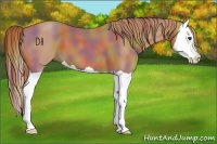 Horse Color:Nacre Chestnut Splash