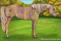 Horse Color:Nacre Chestnut 