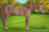 Horse Color:Nacre Chestnut 