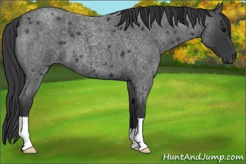 Horse Color:Blue Roan 