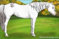 Horse Color:Brown Roan Snowflake Varnish