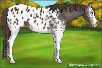 Horse Color:White Spotted Liver Chestnut Appaloosa 