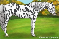 Horse Color:Black Near Leopard
