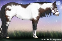 Horse Color:Bay Frame 