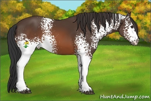 Horse Color:White Spotted Brown 