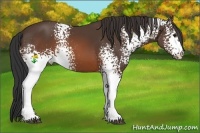 Horse Color:White Spotted Brown 