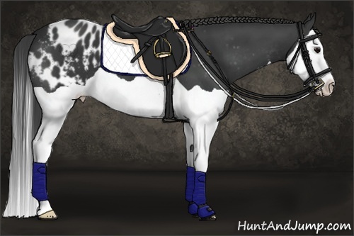 Horse Color:Black Splash Appaloosa