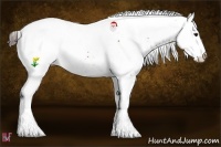 Horse Color:White Spotted Bay Appaloosa
