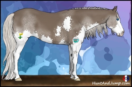 Horse Color:Silver Black Splash 