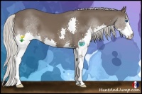 Horse Color:Silver Black Splash