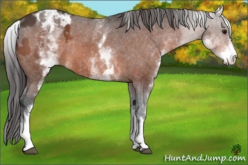 Horse Color:White Spotted Bay Roan Appaloosa Rabicano 