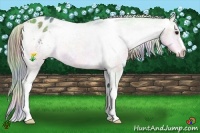 Horse Color:Nacre Watercolor Buckskin Varnish