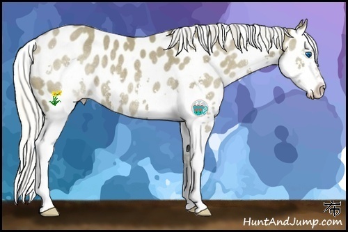 Horse Color:Silver Smoky Black Splash Appaloosa Rabicano 