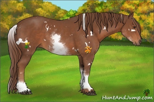 Horse Color:White Spotted Chestnut