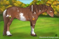 Horse Color:White Spotted Chestnut 