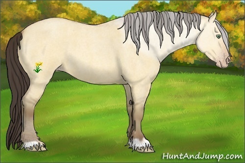 Horse Color:Amber Champagne Roan Dun 