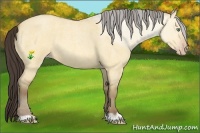 Horse Color:Amber Champagne Roan Dun