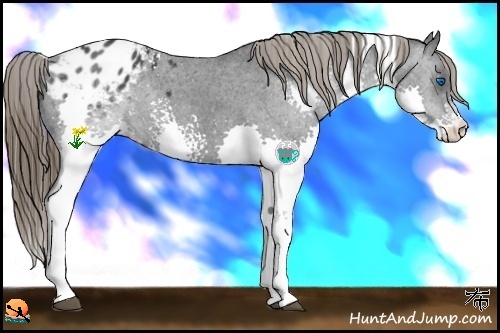 Horse Color:White Spotted Black Splash Blanket Rabicano