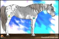 Horse Color:White Spotted Black Splash Blanket Rabicano 