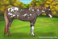 Horse Color:White Spotted Liver Chestnut Appaloosa Rabicano