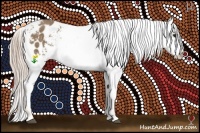 Horse Color:Chocolate Palomino Sabino Appaloosa