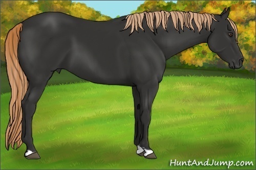 Horse Color:Liver Chestnut 