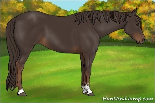 Horse Color:Liver Chestnut Sabino
