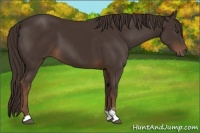 Horse Color:Liver Chestnut Sabino 