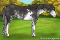 Horse Color:Liver Chestnut Sabino