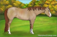 Horse Color:Red Dun Sabino Rabicano 