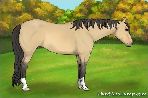 Horse Color:Buckskin Dun 