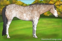 Horse Color:White Spotted Bay Dun