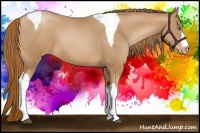 Horse Color:Chestnut Pearl Tobiano