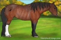 Horse Color:Brown Rabicano 