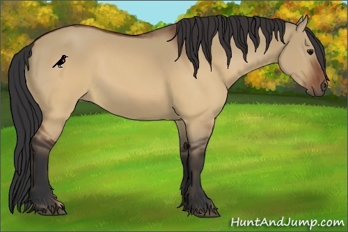 Horse Color:Brown Dun 